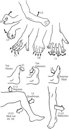 the diagram shows different types of feet and toes