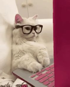 a white cat wearing glasses laying on top of a laptop computer keyboard with its paws resting on the keyboard