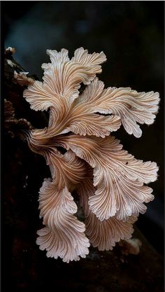 a close up of a mushroom growing on a tree