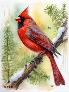 a painting of a red bird perched on a tree branch with snow and pine needles