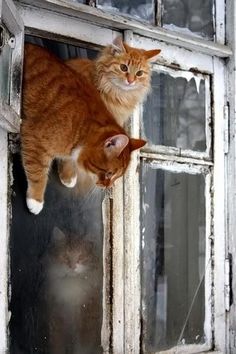 an orange cat standing on top of a window sill next to another brown cat