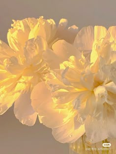 two yellow flowers in a glass vase with water droplets on the petals and one large flower