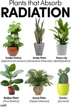 the different types of plants that absorb radiation