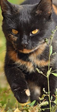 a black cat with yellow eyes walking in the grass