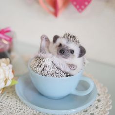 a small hedge sitting in a blue cup