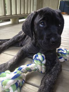 a black dog laying on top of a wooden floor next to a roped toy