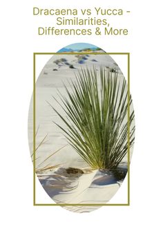 an image of a plant in the sand with text that reads dracaena vs yucca - similaritiesities, differences & more