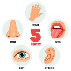 five different types of ear and nose with the words 5 sensees in front of them