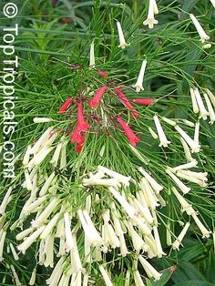 white and red flowers are blooming in the green leaves on this plant with long stems