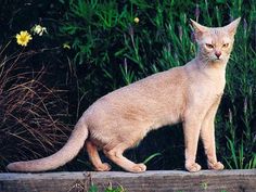 a cat sitting on top of a wooden ledge next to flowers and grass in the background