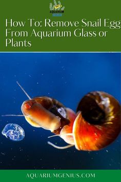 an image of a snail with the words how to remove small eggs from aquarium glass or plants