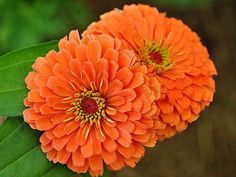 two orange flowers with green leaves in the background