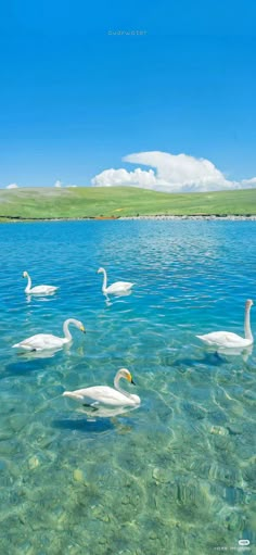 swans swimming in clear blue water on a sunny day