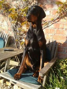 a black and brown dog sitting on top of a wooden bench