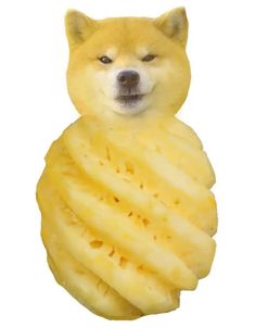 a dog is sitting in the middle of a pile of pineapple slices with its eyes closed