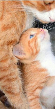 an orange and white kitten playing with its mother