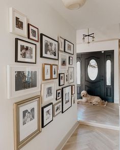 a dog laying on the floor in front of a wall full of framed photos and pictures