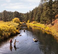 three people are wading in the water near some trees and yellow grass, while one man is holding a fishing rod