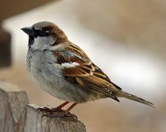 a small bird perched on top of a wooden post