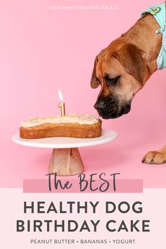 a dog sniffing a birthday cake with the words, the best healthy dog birthday cake