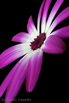 a purple and white flower on a black background