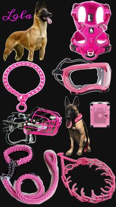 the dog is standing next to its leash, collars and harnesses on display