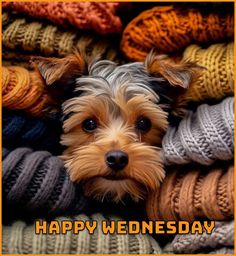 a small dog laying on top of a pile of knitted blankets with the caption happy wednesday