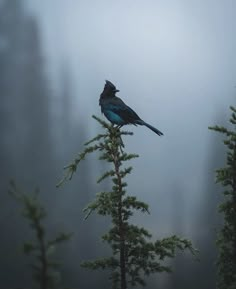 a blue bird sitting on top of a tree branch in the foggy forest,