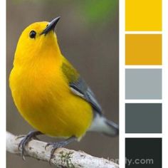 a yellow bird sitting on top of a tree branch with color swatches in the background