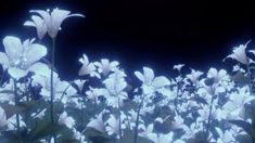 some white flowers are in the dark and blurry image with blue lights on them