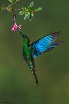 a green and blue hummingbird feeding from a pink flower