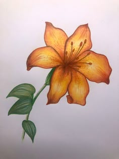 Art Ideas Flowers Drawing, Cool Art Drawings Flowers, Ideas To Draw Flowers, Art Reference Photos Flowers, Drawing Inspiration Colored Pencil, Close Up Flower Drawing, Flower Drawing Realistic Colored Pencils, Colored Flowers Drawing, Art Pencil Color Drawings