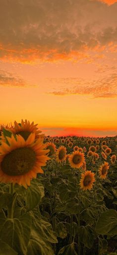 the sunflowers are blooming in the field as the sky is orange and yellow