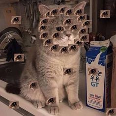 a cat sitting on top of a sink with lots of magnets on it's head