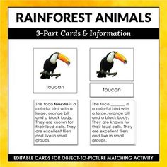 rainforest animals cards and information sheet