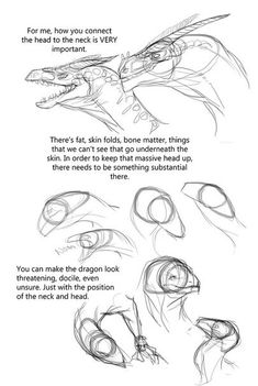 how to draw an alligator's head with different angles and lines on the body