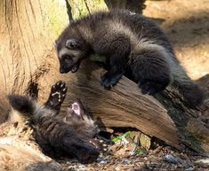 two small animals are playing with each other on a tree branch in the woods,