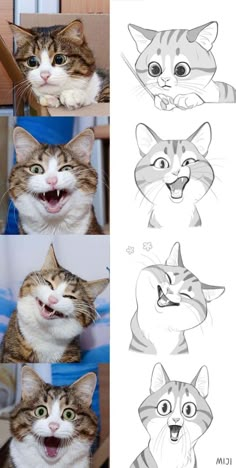 some pictures of cats with different expressions on their faces and mouths, including the cat's eyes