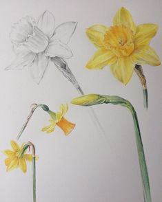 three different colored flowers are shown in this drawing, one is yellow and the other is white