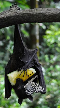 a bat hanging upside down on a branch with a slice of fruit in it's mouth