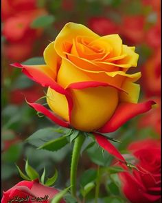 a yellow and red rose with green leaves