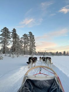 two dogs pulling a sled through the snow with trees in the backgroud