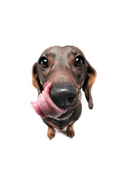 a dachshund dog sticking its tongue out