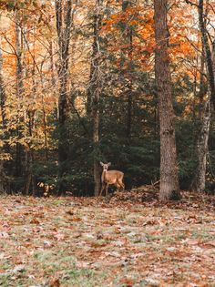 a deer standing in the middle of a forest surrounded by trees and leaves with fall colors