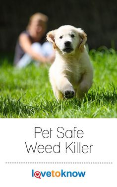 A pet safe weed killer can kill weeds in your lawn or garden but won't hurt your furry friends. Such weed killers are often made with natural ingredients, such as salt or sugar, or use homemade treatments like boiling water to kill weeds. #pets #gardening #dog #cat #garden | Pet Safe Weed Killer from #LoveToKnow Kill Weeds Naturally, Kill Weeds, Weeds In Lawn, Meditation Garden, Cat Cuddle, Cat Toilet, Yard Care, Dogs And Kids