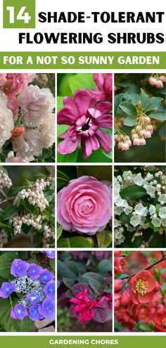 14 Amazing Shade-Tolerant Flowering Shrubs for A Not So Sunny Garden Perennial Garden Ideas Shade Plants, Flowering Plants For Shade, Plants For Deep Shade, Low Light Perennials Shade Garden, Shade Tolerant Shrubs, Flowering Perennials For Shade, Flowers Shaded Area, Shade Tolerant Flowers, Shade Bushes