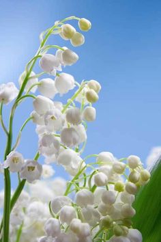 white flowers with green leaves against a blue sky