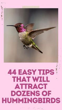 a hummingbird flying in the air with text that reads, 4 easy tips that will attract