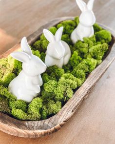 three white rabbits sitting on top of green moss in a bowl with text overlay