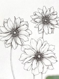 three flowers are shown in black and white on a sheet of paper with the words, how to draw daisies